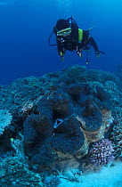 Diver and Giant clam {Tridacna gigas} Great Barrier Reef, Australia