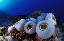 Group of corallimorphia {Amplexidiscus fenestrafer} Indo-pacific