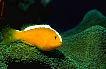 Orange anemonefish {Amphiprion sandaracinos} Bunaken, Sulawesi, Indonesia