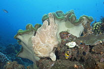 Giant frogfish {Antennarius commerson} on Mushroom Leather coral, Sulawesi, Indonesia