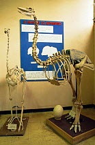 Skeleton from extinct Elephant bird {Aepyornis genus} Tsimbazaza Zoo, Madagascar