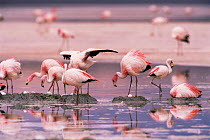 James' flamingos nesting {Phoenicoparrus jamesi} Laguna Colorada, South West Bolivia