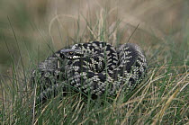 Adder {Vipera berus} male in threat posture. Eastern moor, Peak district NP, UK.