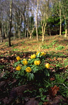 Winter aconite {Eranthis hyemalis} flowering in winter woodland. Gloucestershire, UK.