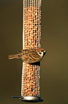 Tree sparrow {Passer montanus} on garden nut feeder. Warwickshire, UK.