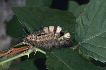 Pale tussock moth {Dasychira pudibunda} caterpillar on bramble leaves, UK