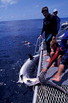 Tiger shark caught in clamp holds the tail and immobilizes the shark, Australia Queensland