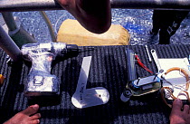 Tools and satellite transmitter for tagging Tiger shark, Queensland Australia