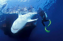 Attaching satellite transmitter to dorsal fin of tiger shark, Queensland