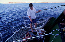 Researcher prepares bait + claw to catch Tiger shark for tagging, Queensland Australia