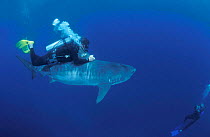 Researcher guides drousy Tiger shark down to the deep Queensland Australia {Galeocerdo