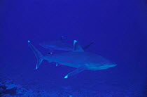 Silvertip shark {Carcharhinus albimarginatus} Great Barrier Reef, Australia