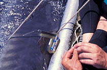 Attaching satellite transmitter to dorsal fin of tiger shark, Queensland