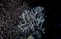 Staghorn coral spawning {Acropora sp} Great Barrier Reef, Australia