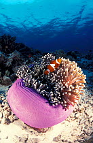 Clownfish in anemone {Amphiprion ocellaris} Indo-Pacific