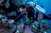 Researcher uses underwater fluorometer to measure health of coral polyps, Great Barrier