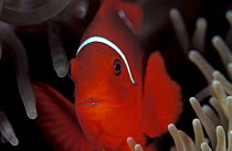 Spinecheek anemonefish {Premnas biaculeatus} in anemone, Indo-Pacific