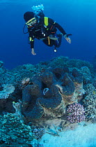 Diver + Giant clam in coral reef {Tridacna gigas} Great Barrier Reef, Australia