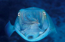 Broadclub cuttlefish, face-on {Sepia latimanus} Great Barrier Reef, Australia