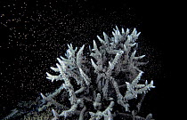 Staghorn coral spawning {Acropora sp} Great Barrier Reef, Australia