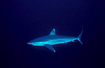 Silvertip shark {Carcharhinus albimarginatus}, Great Barrier Reef, Australia