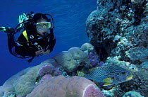 Diver + Lined sweetlips {Plectorhinchus lineatus} Great Barrier Reef, Australia