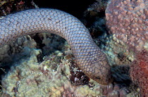Olive brown sea snake {Aipysurus laevis} Great Barrier Reef, Australia