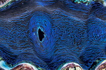 Close up of Giant clam mantle {Tridacna deresa} Great Barrier Reef, Australia