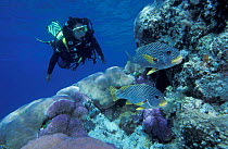 Lined sweetlips + diver {Plectorhinchus lineatus} Great Barrier Reef, Australia