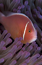 Pink anemone fish in sea anemone {Amphiprion perideraion} Great Barrier Reef, Australia