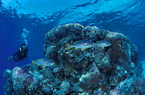 Lined sweetlips + diver {Plectorhinchus lineatus} Great Barrier Reef, Australia