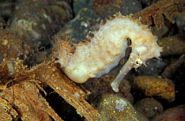 Thorny seahorse {Hippocampus histrix} Indo-Pacific