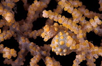 Pygmy seahorse camouflaged in fan coral {Hippocampus bargibanti} Indo-Pacific