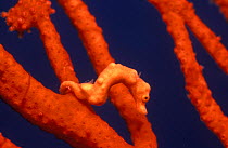 Pygmy seahorse camouflaged in fan coral {Hippocampus denise} Indo-Pacific