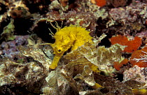 Yellow seahorse {Hippocampus guttulatus} Mediterranean Sea
