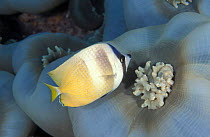 Klein's butterflyfish feeds on corallimorph {Chaetodon kleinii} Great Barrier Reef
