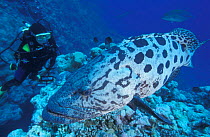 Potato cod / grouper + diver {Epinephelus tukula} Great Barrier Reef, Australia