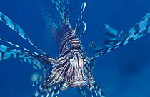 Lionfish {Pterois sp} Indo-Pacific