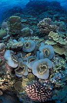 Group of corallimorphia {Amplexidiscus fenestrafer} Great Barrier Reef, Australia