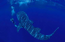 Whaleshark with diver {Rhincodon typus} Indo-Pacific