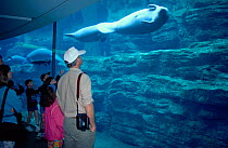 Tourists watch West Indian manatee {Trichechus manatus} in marine aquarium, USA, captive, FOR EDITORIAL USE ONLY