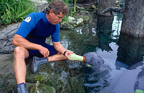 Bottle feeding young West Indian manatee {Trichechus manatus} in marine aquarium, captive, USA, FOR EDITORIAL USE ONLY
