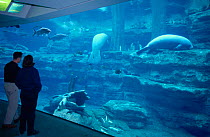 Tourists watch West Indian manatee {Trichechus manatus} in marine aquarium, USA, FOR EDITORIAL USE ONLY