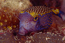 Spotted trunkfish {Ostracion meleagris} Indo-pacific