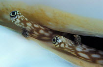 Close up of eyes of Scorpion conch {Lambis sp} Indo-pacific