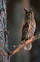 Long eared owl in tree {Asio otus} captive, Scotland