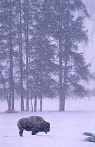 Bison {Bison bison} in snow blizzard. Yellowstone National Park, Wyoming, USA