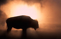 RF- Young Bison (Bison bison) getting warmth from steaming geyser. Yellowstone, USA. (This image may be licensed either as rights managed or royalty free.)