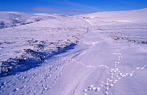 Footprints of Mountain hare on snow covered moorland road, Cairngorms, Scotland.