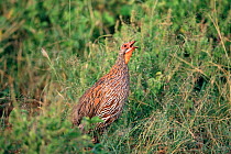 Grey breasted spurfowl calling {Francolinus / Pternistis rufopictus} Tanzania